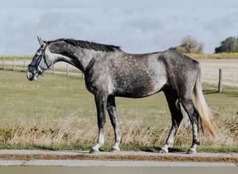 Mecklemburgo, Caballo castrado, 4 años, 172 cm, Tordillo negro