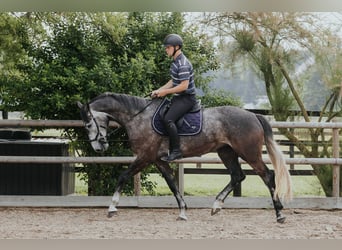 Mecklemburgo, Caballo castrado, 4 años, 172 cm, Tordillo negro