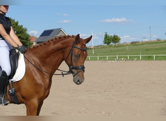 Mecklemburgo, Caballo castrado, 4 años, 173 cm, Alazán