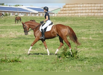 Mecklemburgo, Caballo castrado, 4 años, 173 cm, Alazán