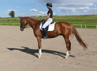 Mecklemburgo, Caballo castrado, 4 años, 173 cm, Alazán