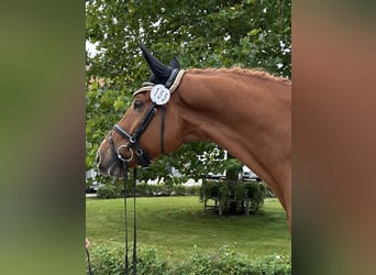 Mecklemburgo, Caballo castrado, 4 años, 175 cm, Alazán