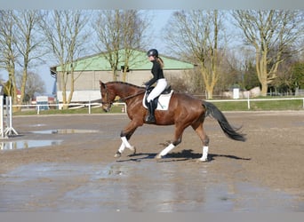 Mecklemburgo, Caballo castrado, 4 años, 176 cm