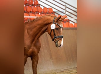 Mecklemburgo, Caballo castrado, 4 años, 177 cm, Alazán-tostado
