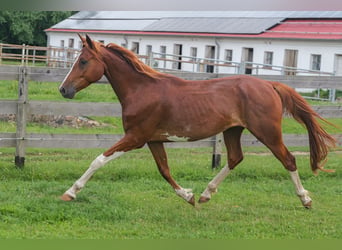 Mecklemburgo, Caballo castrado, 5 años, 160 cm, Castaño