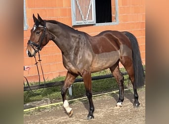 Mecklemburgo, Caballo castrado, 5 años, 161 cm, Castaño