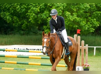 Mecklemburgo, Caballo castrado, 5 años, 166 cm, Alazán