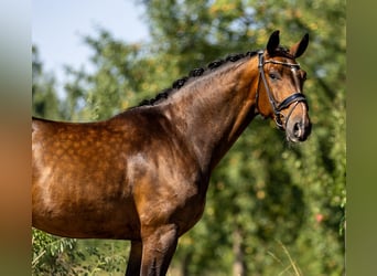Mecklemburgo, Caballo castrado, 5 años, 166 cm, Castaño oscuro