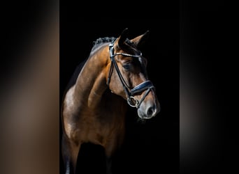 Mecklemburgo, Caballo castrado, 5 años, 166 cm, Castaño oscuro