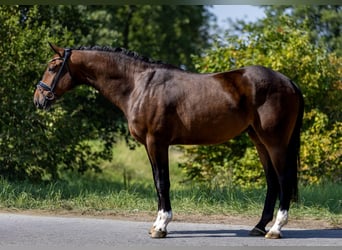 Mecklemburgo, Caballo castrado, 5 años, 166 cm, Castaño oscuro