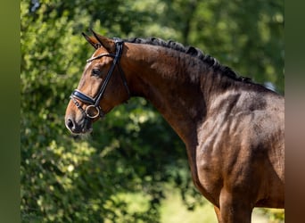 Mecklemburgo, Caballo castrado, 5 años, 166 cm, Castaño oscuro