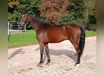 Mecklemburgo, Caballo castrado, 5 años, 167 cm, Castaño