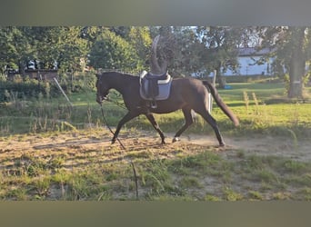 Mecklemburgo, Caballo castrado, 5 años, 167 cm, Morcillo