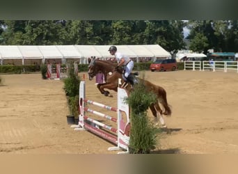 Mecklemburgo, Caballo castrado, 5 años, 168 cm, Alazán