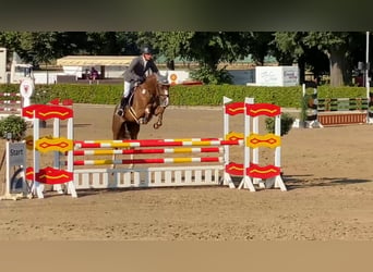 Mecklemburgo, Caballo castrado, 5 años, 168 cm, Alazán