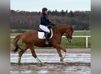 Mecklemburgo, Caballo castrado, 5 años, 169 cm, Alazán