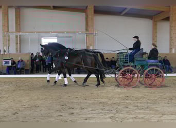 Mecklemburgo, Caballo castrado, 5 años, 169 cm, Morcillo