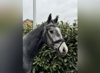 Mecklemburgo, Caballo castrado, 5 años, 169 cm, Tordo rodado