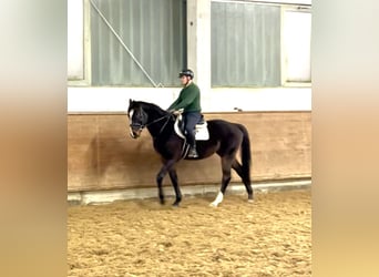 Mecklemburgo, Caballo castrado, 5 años, 170 cm, Castaño oscuro