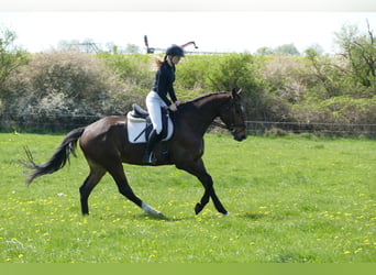 Mecklemburgo, Caballo castrado, 5 años, 172 cm, Castaño oscuro