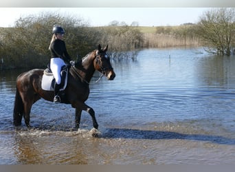 Mecklemburgo, Caballo castrado, 5 años, 172 cm, Castaño oscuro