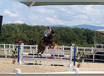 Mecklemburgo, Caballo castrado, 5 años, 174 cm, Castaño