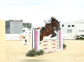 Mecklemburgo, Caballo castrado, 5 años, 174 cm, Castaño