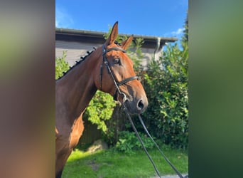 Mecklemburgo, Caballo castrado, 5 años, 180 cm, Castaño