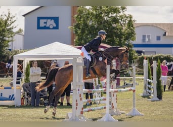 Mecklemburgo, Caballo castrado, 6 años, 160 cm, Castaño