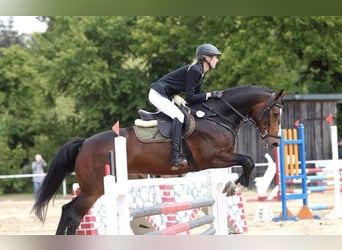 Mecklemburgo, Caballo castrado, 6 años, 160 cm, Castaño