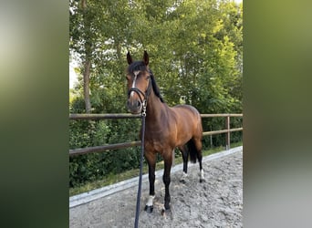 Mecklemburgo, Caballo castrado, 6 años, 160 cm, Castaño