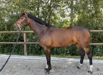 Mecklemburgo, Caballo castrado, 6 años, 160 cm, Castaño