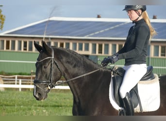 Mecklemburgo, Caballo castrado, 6 años, 160 cm, Negro