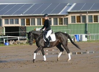 Mecklemburgo, Caballo castrado, 6 años, 160 cm, Negro