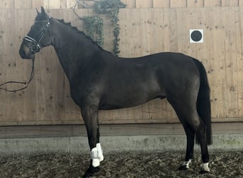 Mecklemburgo, Caballo castrado, 6 años, 167 cm, Castaño oscuro