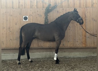 Mecklemburgo, Caballo castrado, 6 años, 167 cm, Castaño oscuro