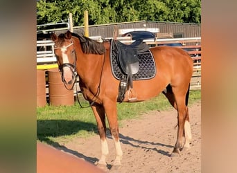 Mecklemburgo, Caballo castrado, 6 años, 167 cm, Castaño rojizo