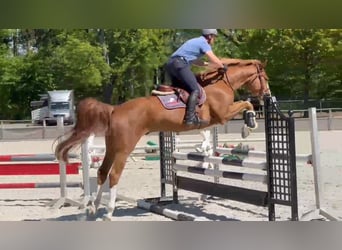 Mecklemburgo, Caballo castrado, 6 años, 168 cm, Alazán