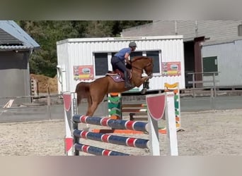Mecklemburgo, Caballo castrado, 6 años, 168 cm, Alazán