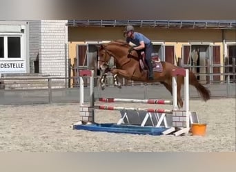 Mecklemburgo, Caballo castrado, 6 años, 168 cm, Alazán
