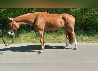 Mecklemburgo, Caballo castrado, 6 años, 168 cm, Alazán