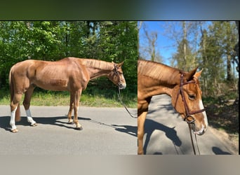 Mecklemburgo, Caballo castrado, 6 años, 168 cm, Alazán