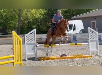 Mecklemburgo, Caballo castrado, 6 años, 168 cm, Alazán