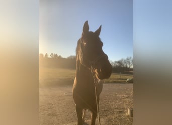Mecklemburgo, Caballo castrado, 6 años, 170 cm
