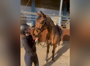 Mecklemburgo, Caballo castrado, 6 años, 170 cm