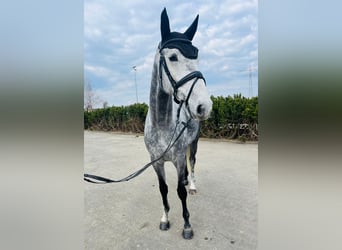 Mecklemburgo, Caballo castrado, 6 años, 174 cm, Tordo