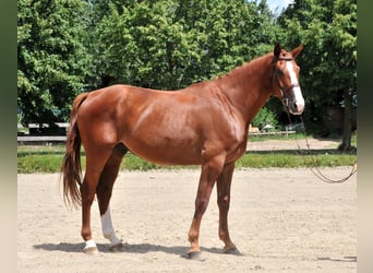 Mecklemburgo, Caballo castrado, 6 años, 175 cm, Alazán