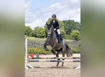 Mecklemburgo, Caballo castrado, 6 años, 175 cm, Tordo