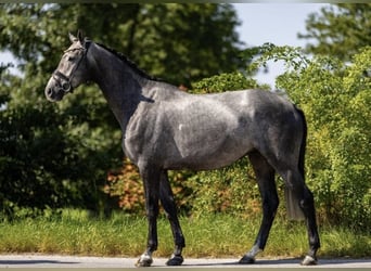 Mecklemburgo, Caballo castrado, 6 años, 175 cm, Tordo
