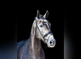 Mecklemburgo, Caballo castrado, 6 años, 175 cm, Tordo